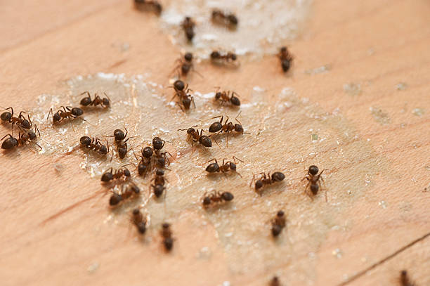 Best Pest Inspection Near Me  in Swoyersville, PA